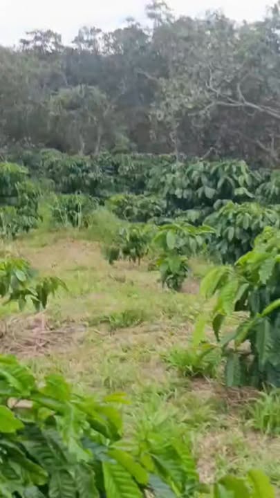 Đất nông nghiệp Đak Nhau 4ha giá 4.8 tỷ - Vị trí đẹp, sổ đỏ chính chủ!