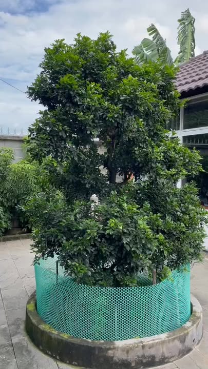 Biệt thự cho thuê tại Thạnh Phú, Vĩnh Cửu 1350m² - Không gian sống lý tưởng!