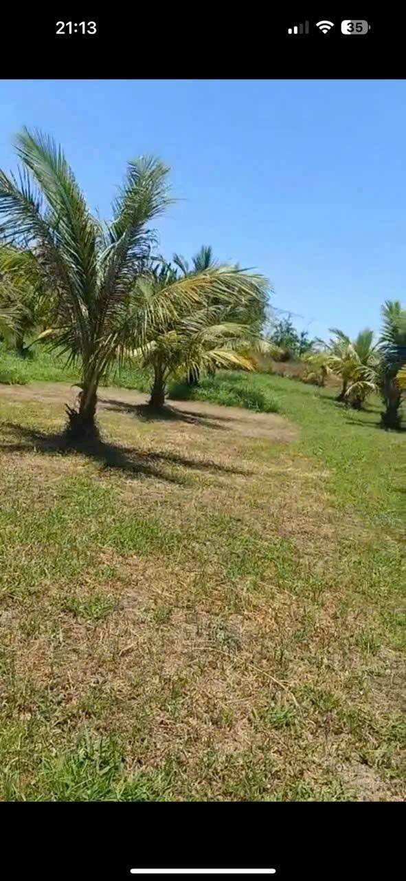 Đất Hàm Chính, Hàm Thuận Bắc 1133,5m² chỉ 350 triệu - Cơ hội đầu tư tuyệt vời!