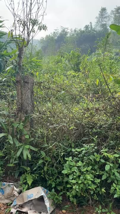 Đất nền Tân Kỳ 230m² giá 1.3 tỷ - Cơ hội đầu tư hấp dẫn!