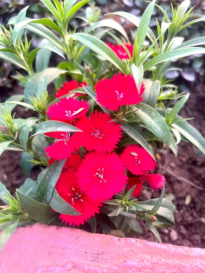 Đất Kim Chung, Hoài Đức 42.2m² giá 5 tỷ - Đường ô tô vào tận nơi!