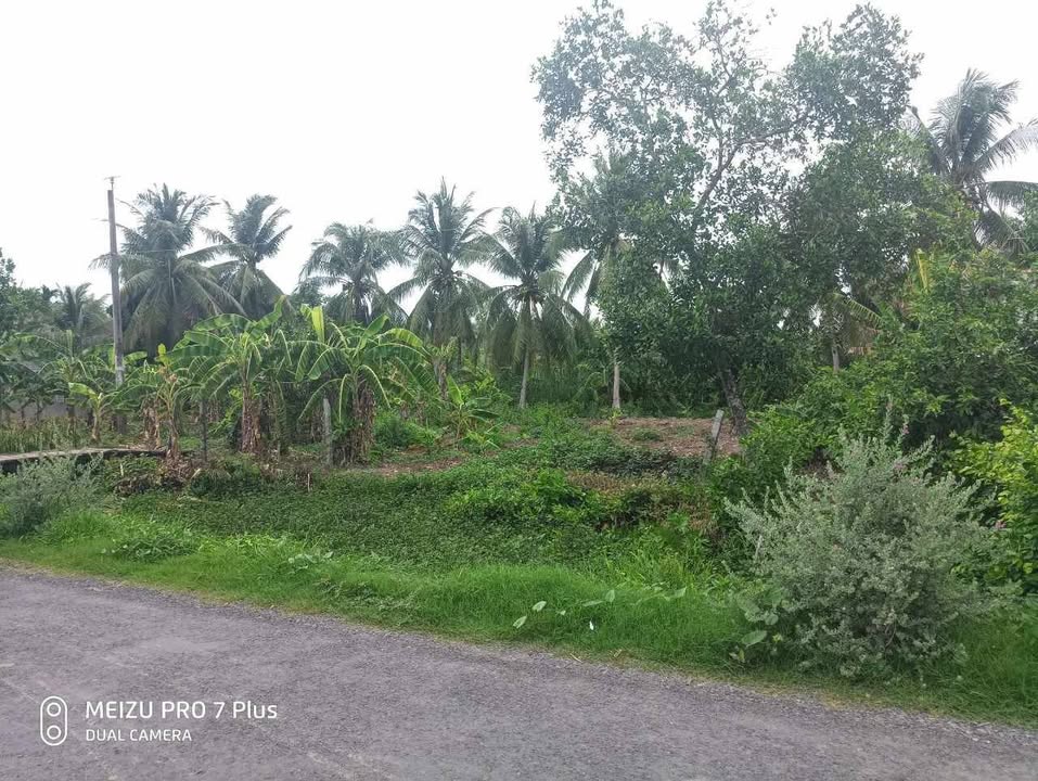 Bán đất mặt tiền Hương lộ 8, Châu Điền, Cầu Kè 1500m² - Cơ hội đầu tư hấp dẫn!