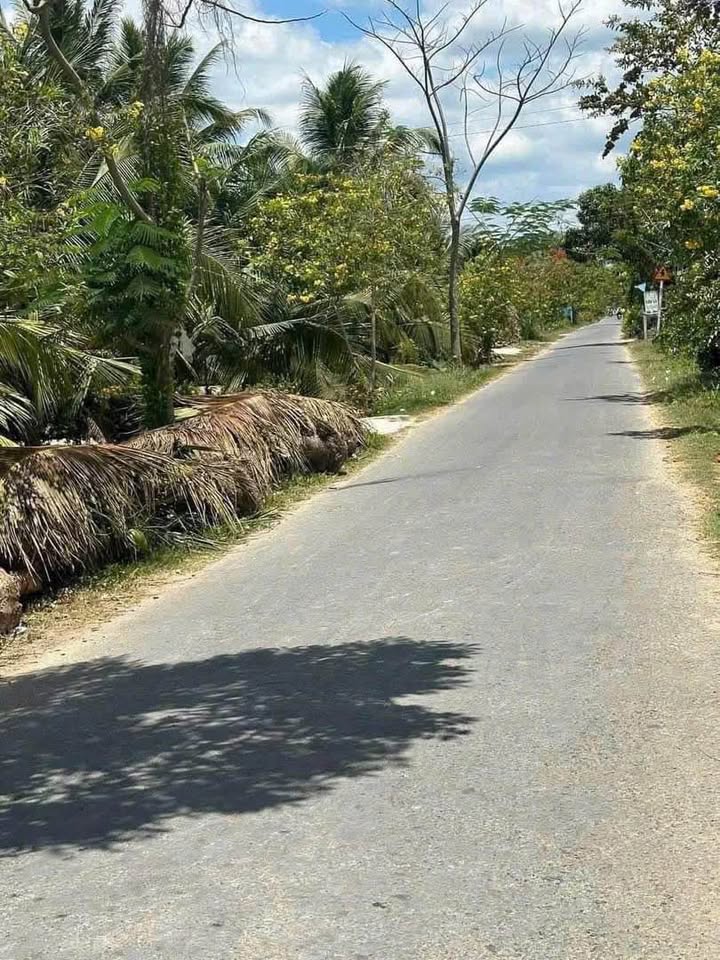 Đất vườn dừa Châu Hưng, Bình Đại 8500m² giá 6.9 tỷ - Đầu tư sinh lời hấp dẫn!