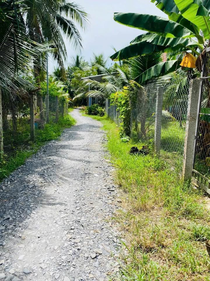 Đất vườn dừa 500m² tại Phú Túc, Châu Thành giá 490 triệu - Cơ hội đầu tư tuyệt vời!