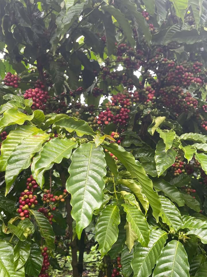 Đất 3 sào Ea H'đinh, Cư M'gar - Giá 850 triệu - Đầu tư sinh lời ngay!