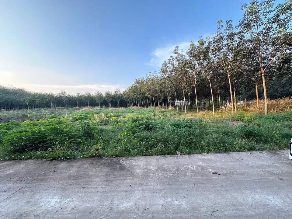 Đất nền Tân Quang, Hớn Quản 83m² giá 1 tỷ - Sổ hồng chính chủ!