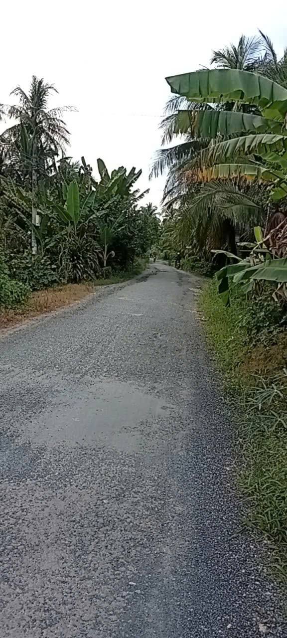 Đất vườn dừa Trung Ngãi Vũng Liêm 687m² giá 300 triệu - Đầu tư sinh lời tốt!