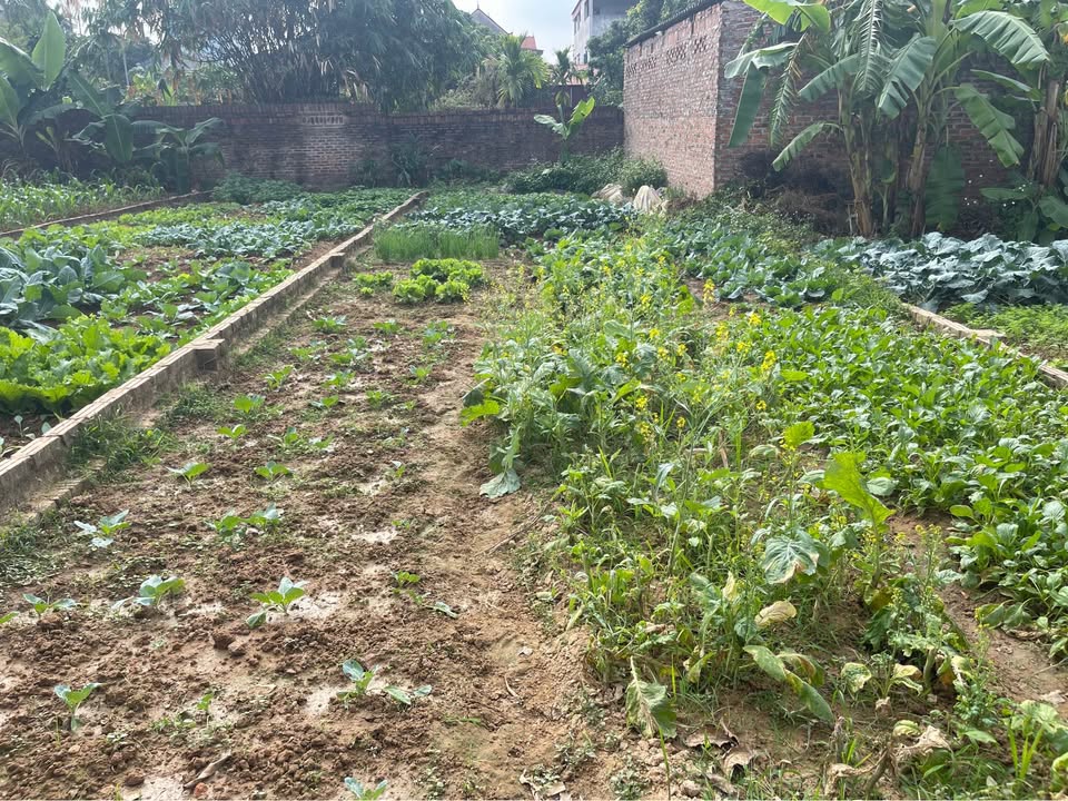 Đất nền Yên Thường, Gia Lâm 110m² giá nhỉnh 2 tỷ - Cơ hội đầu tư hấp dẫn!