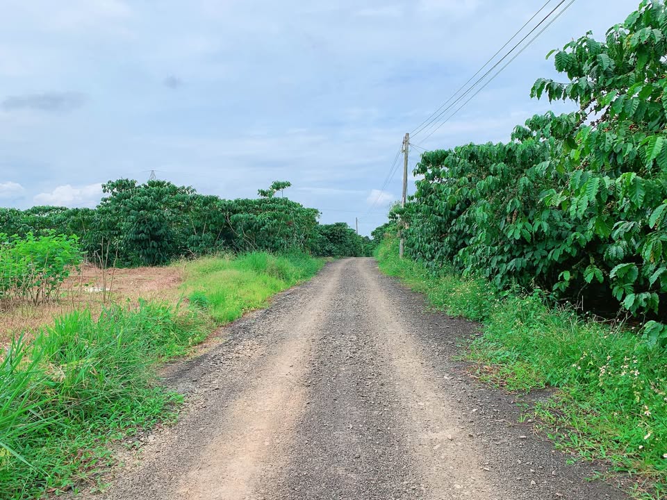 Đất thổ cư thôn 10 Lộc Ngãi 540m² giá chỉ 1 tỷ - Đầu tư sinh lời ngay!