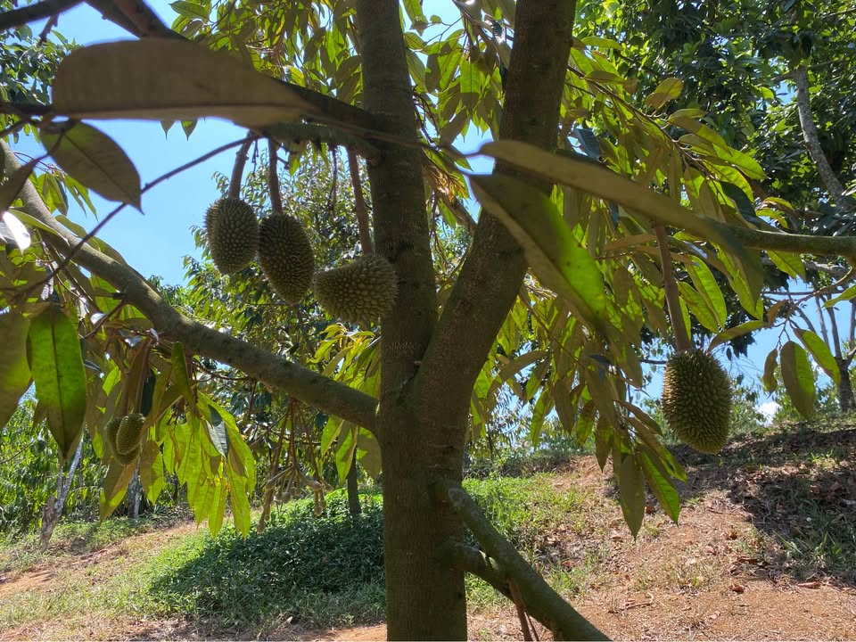 Đất vườn Tân Lạc Bảo Lâm 1.6 sào giá 1 tỷ - Cơ hội đầu tư tuyệt vời!