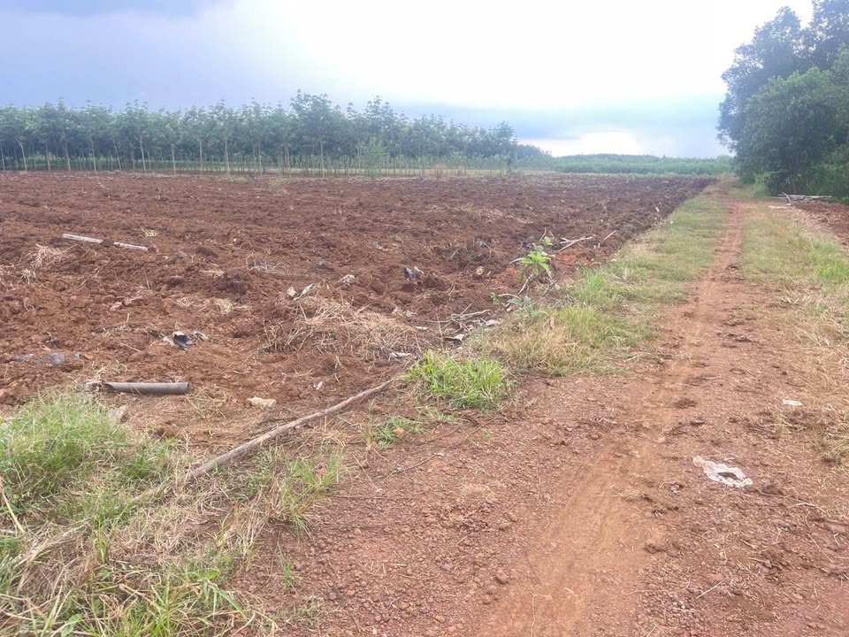 Đất nền An Linh, Phú Giáo 18,000m² giá 4.3 tỷ - Chủ cần bán gấp!