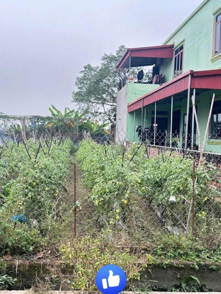 Lô đất Tự Lạn, Việt Yên 160m² giá 2.5 tỷ - Đầu tư sinh lời ngay!