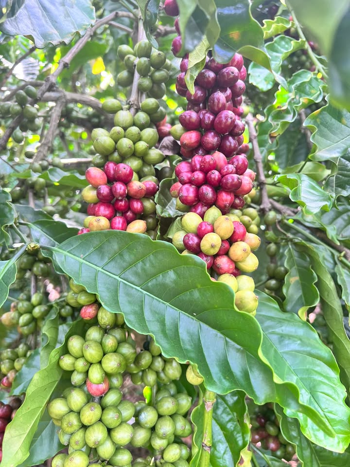 Đất nền Lâm Hà 2ha giá 9.2 tỷ - Đất đẹp, giá cực tốt!