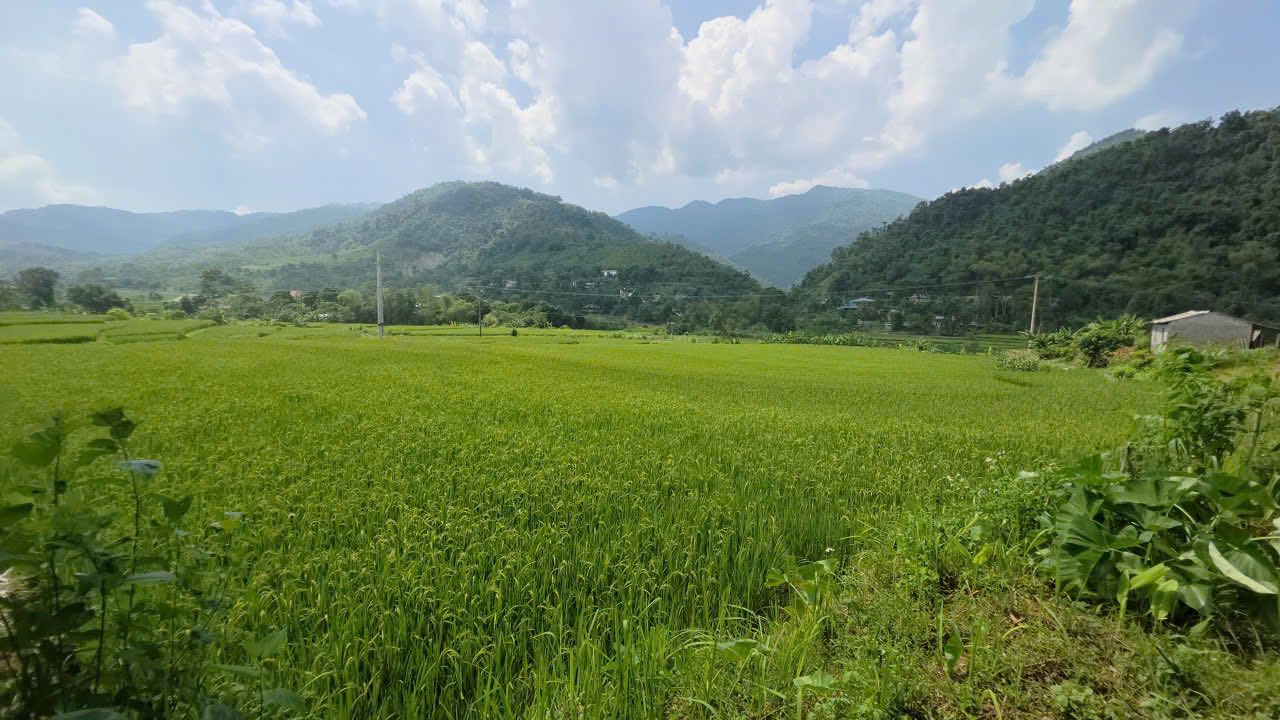 Đất thổ cư Mường Động Phú Thọ 532m² - Giá tốt chính chủ!