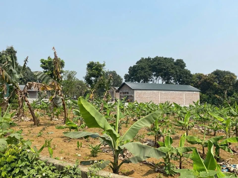 Đất thổ cư Lương Sơn 850m² giá 3 tỷ - Vị trí lô góc 2 mặt tiền