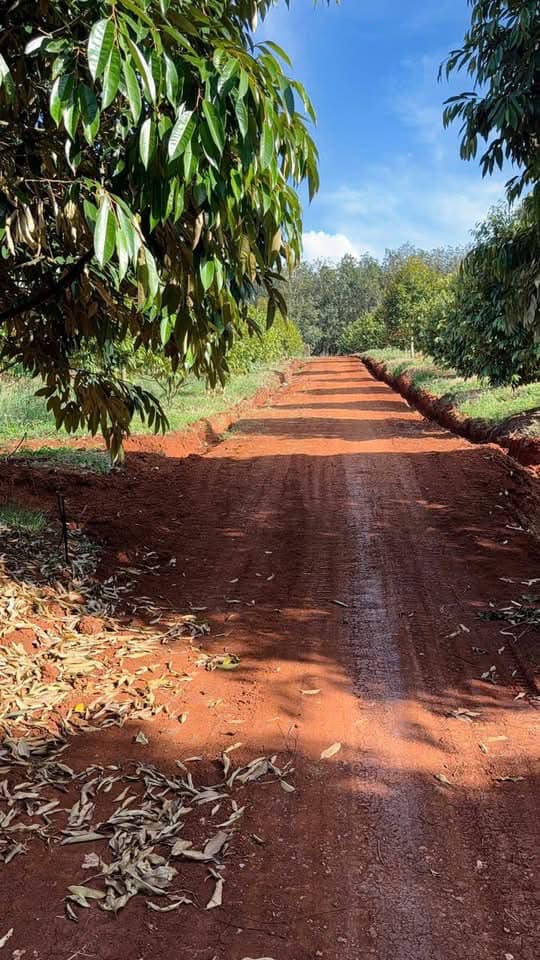 Vườn sầu riêng 4,9ha tại Long Bình - Đang thu hoạch, dòng tiền ổn định!