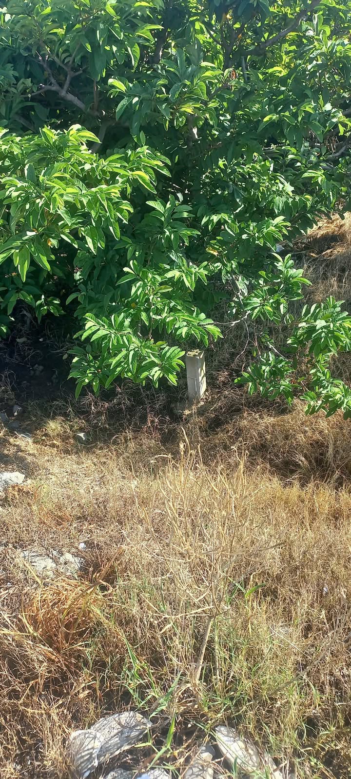 Đất nền khu phố Ninh Phú, phường Bình Minh, Tây Ninh 490m² - Giá chỉ 350 triệu!