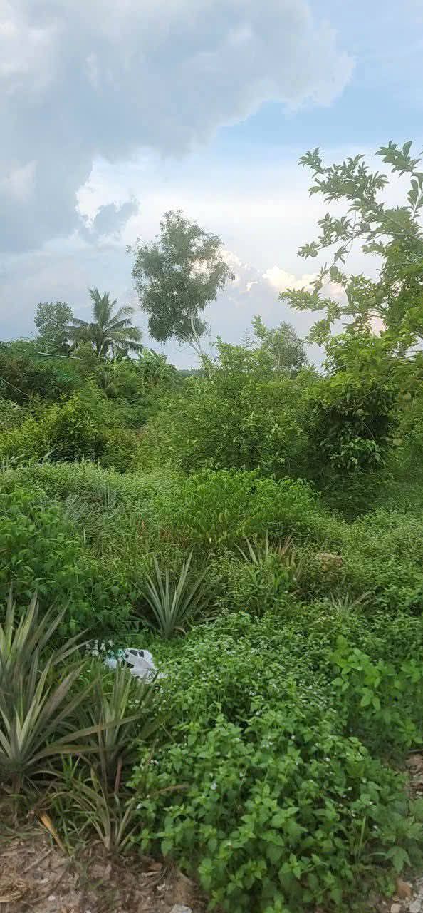 Đất thổ cư Tân Hiệp, Thạnh Hóa 1.085m² giá 800 triệu - Cơ hội đầu tư hấp dẫn!