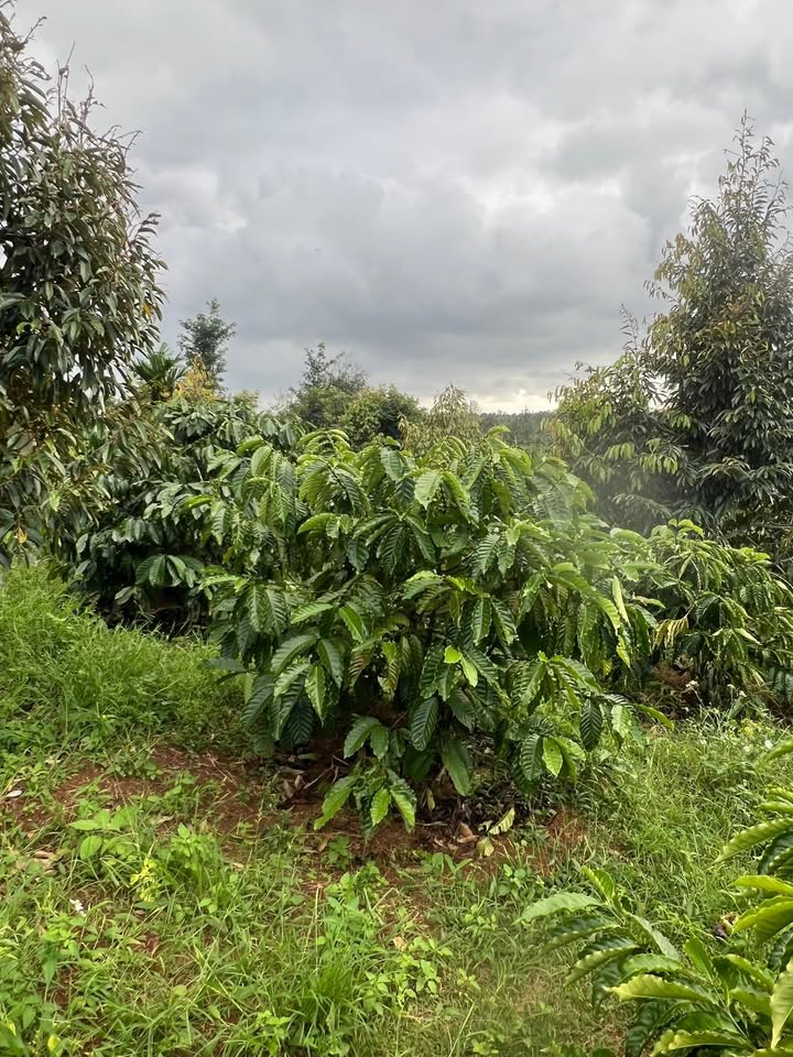 Farm 5 sào Ea Blang, Buôn Hồ, Đắk Lắk - Giá chỉ 1.75 tỷ - Tiềm năng đầu tư tốt!