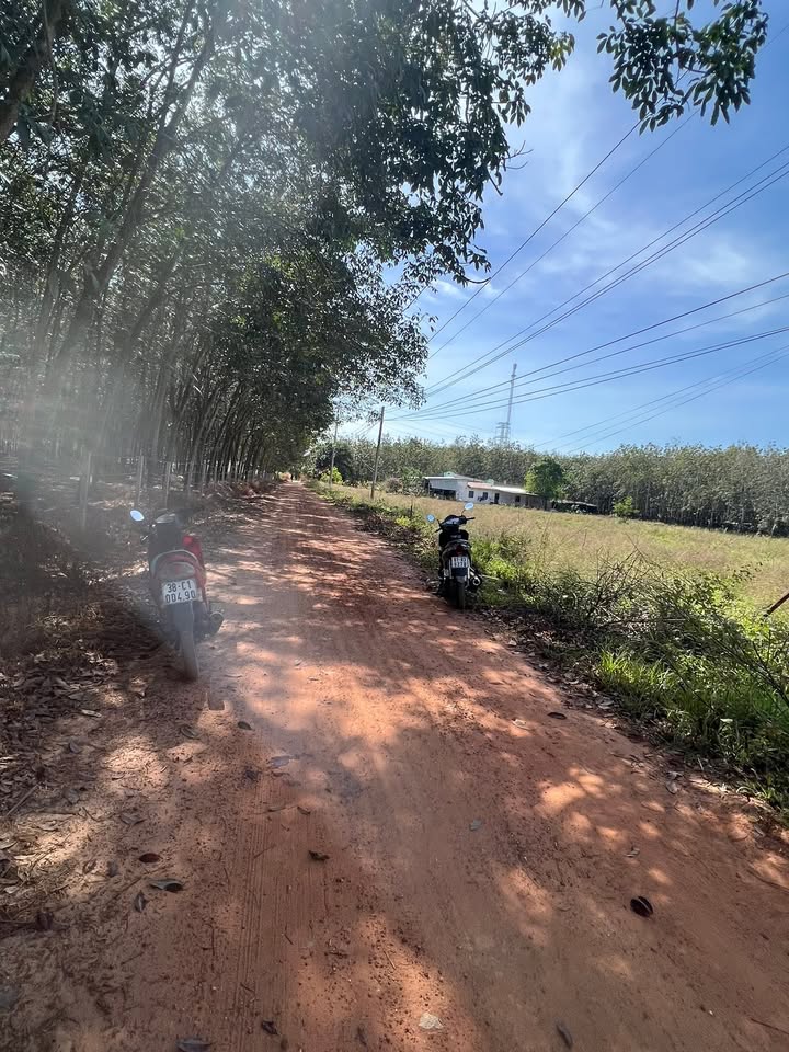 Đất nền 8000m² tại Long Hòa, Cần Giờ - Sổ đỏ chính chủ, giá đầu tư hấp dẫn!