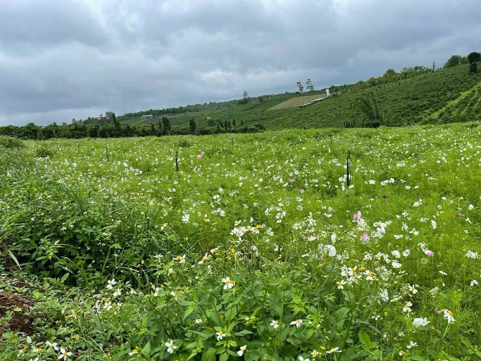 Đất Bảo Lộc Lộc Quảng 12.000m² chỉ 1 triệu/m² - Cơ hội đầu tư sinh lời vượt trội!