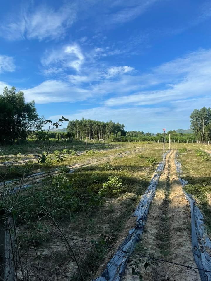 Đất vườn 4809m² Thôn Thanh Long, Quy Nhơn giá 2.1 tỷ - Đầu tư sinh lời ngay!