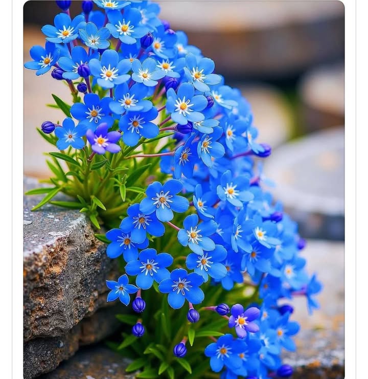 Đất nền đường Nguyễn Diêu, Nhơn Bình, Quy Nhơn 85m² giá chỉ 2.6 tỷ - Hướng Đông tài lộc!