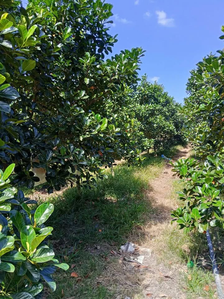 Đất nền An Linh, Phú Giáo 489m² giá 620 triệu - Đầu tư sinh lời ngay!