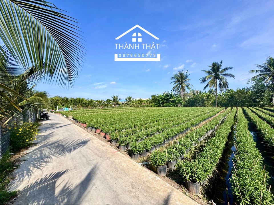 Đất nền thổ cư đường ô tô Mỹ Tho 124m² giá 1 tỷ - Vị trí đẹp gần quảng trường