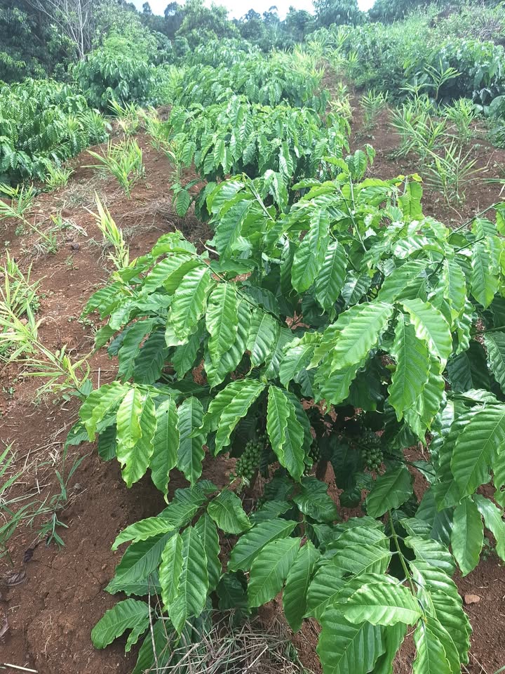 Đất Farm Đắk Mil 1.2ha giá 3.7 tỷ - Đầu tư sinh lời ngay!