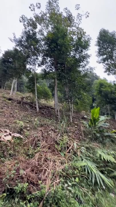 Đất nông nghiệp 4,5ha tại Cư Lễ, Na Rì, Bắc Kạn - Giá chỉ 540 triệu!