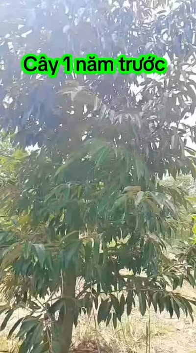 Vườn sầu riêng 5 công tại Tháp Mười - Bán gấp chỉ 480 triệu!