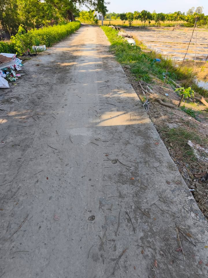 Bán đất vườn Thanh Bình Đồng Tháp 9700m² - Đang thu hoạch mít ổn định!