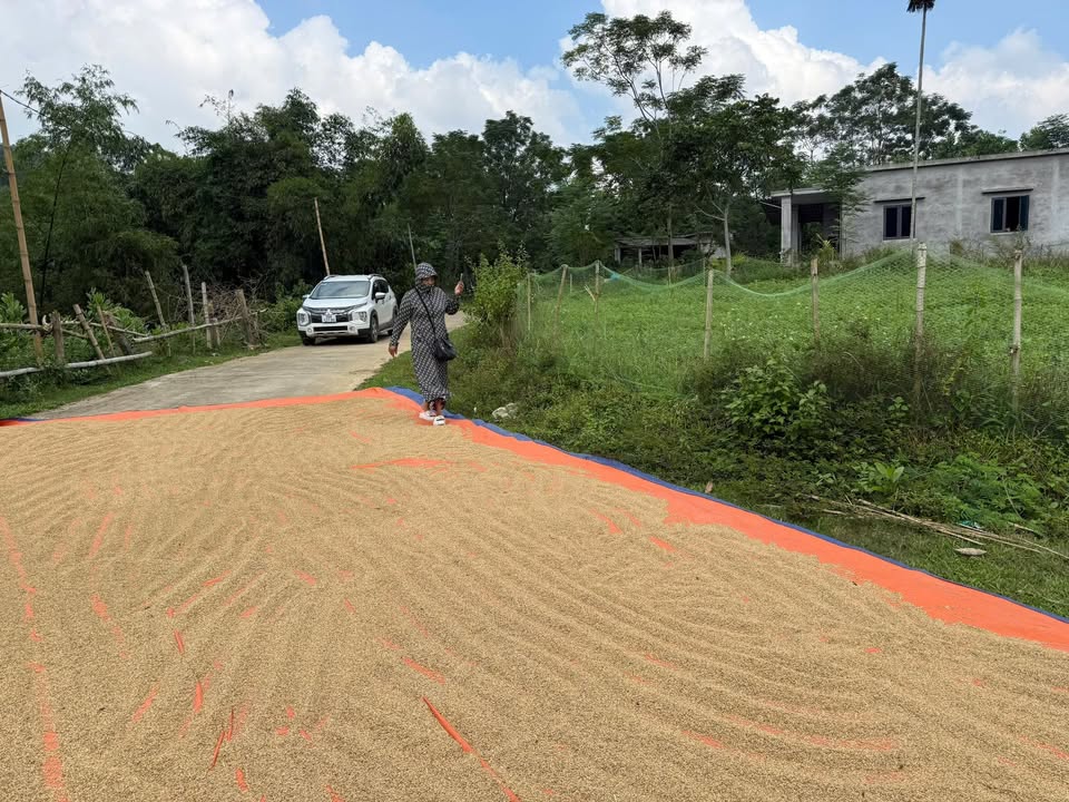 Đất thổ cư Dũng Tiến, Thanh Thủy 1000m² giá tốt - Sổ đỏ chính chủ!