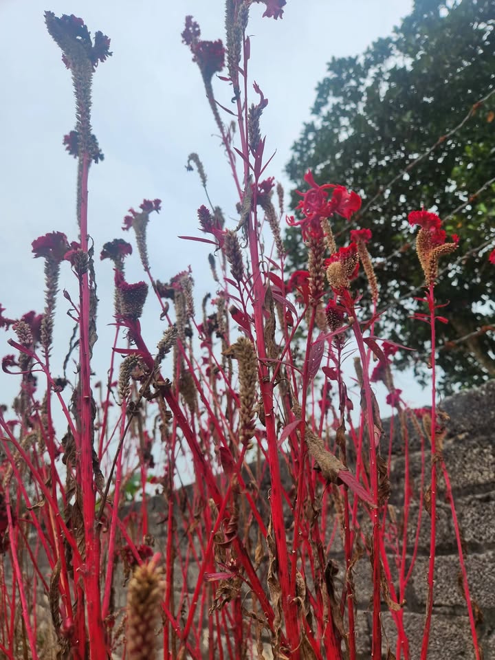 Đất nền thôn Đề Thám, Yên Thế 1000m² giá 1.1 tỷ - Cơ hội đầu tư sinh lời!