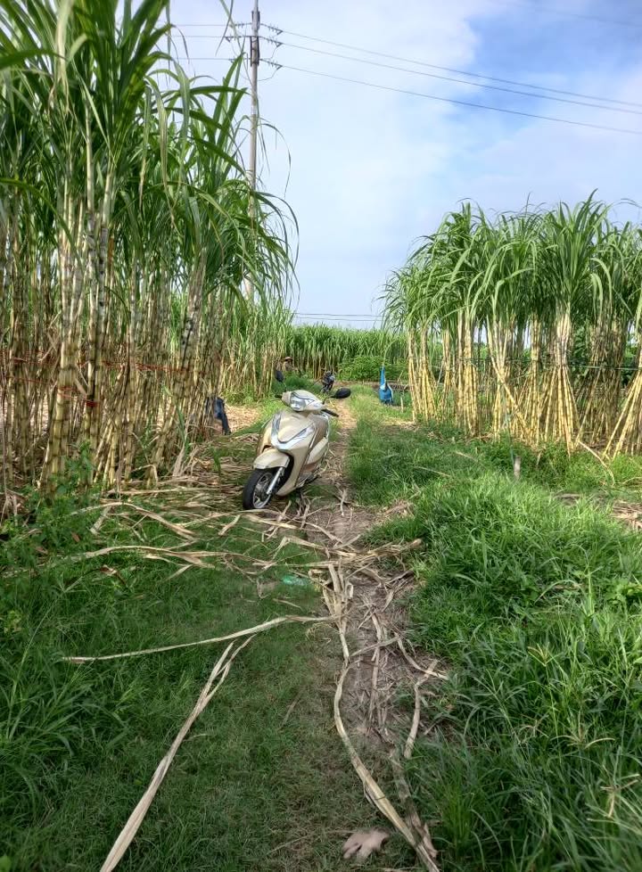 Đất bãi 150m² tại Đồng Lư, Hưng Đạo, Quốc Oai - Giá chỉ từ 1.x triệu/m²!