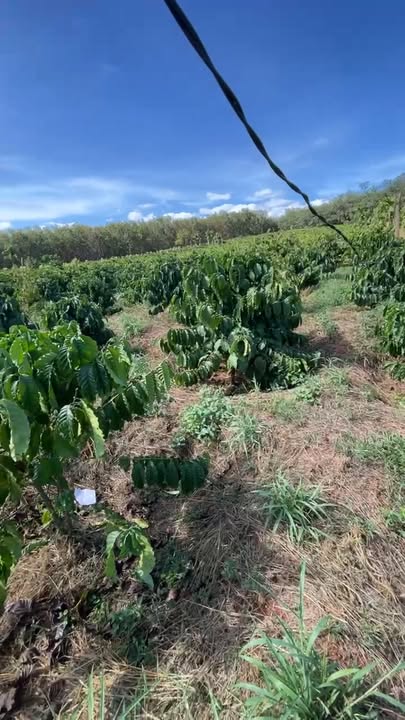 Đất nền 1,7 ha tại Ia Boòng, Chư Prông giá 3,55 tỷ - Cơ hội đầu tư sinh lời!