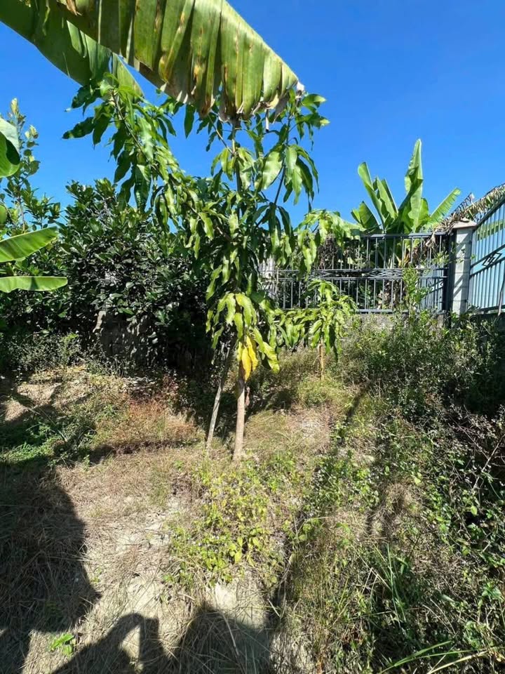 Đất vườn Trung Lập Hạ, Củ Chi 711m² giá 2.68 tỷ - Không khí trong lành cuối tuần