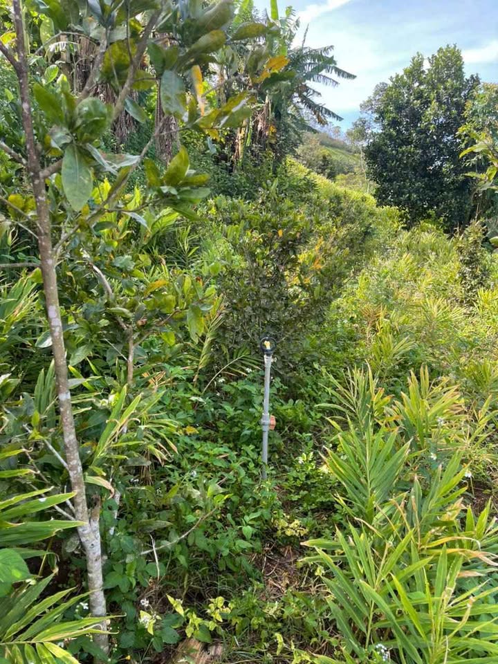 Đất làm nhà vườn tại phường Hội Phú, 1163m² giá 900 triệu - Cơ hội đầu tư hấp dẫn!