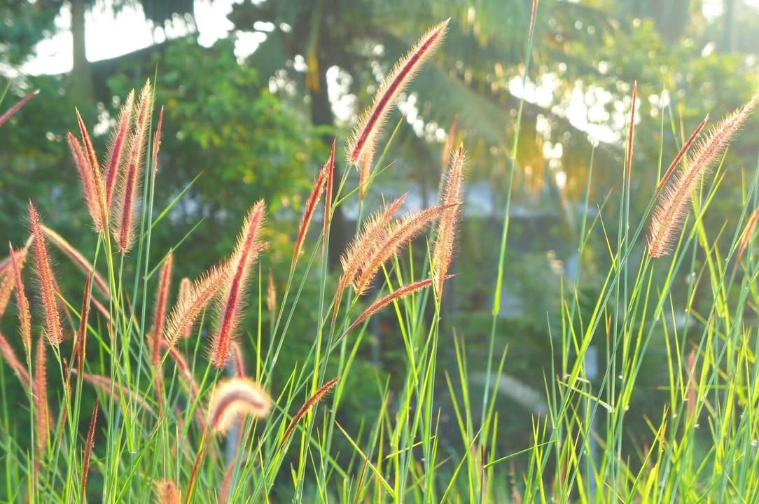 Đất nền Gia Vân, Gia Viễn 120m² giá 1.4 tỷ - Đầu tư sinh lời