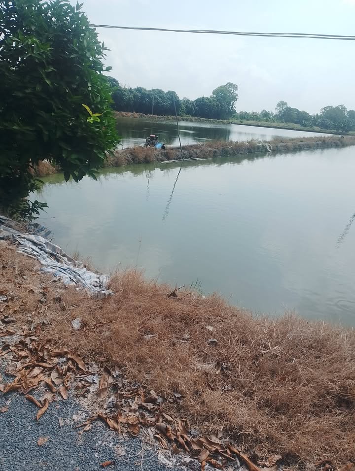 Đất ao 16 công mặt tiền 120m tại Láng Biển, Tháp Mười - Giá chỉ 4.16 tỷ có thương lượng!