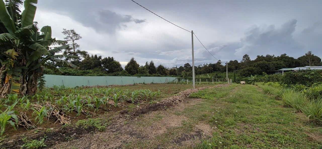 Đất nền Liền Kề Lộc An 103.85m² giá 480 triệu - Đầu tư sinh lời ngay!