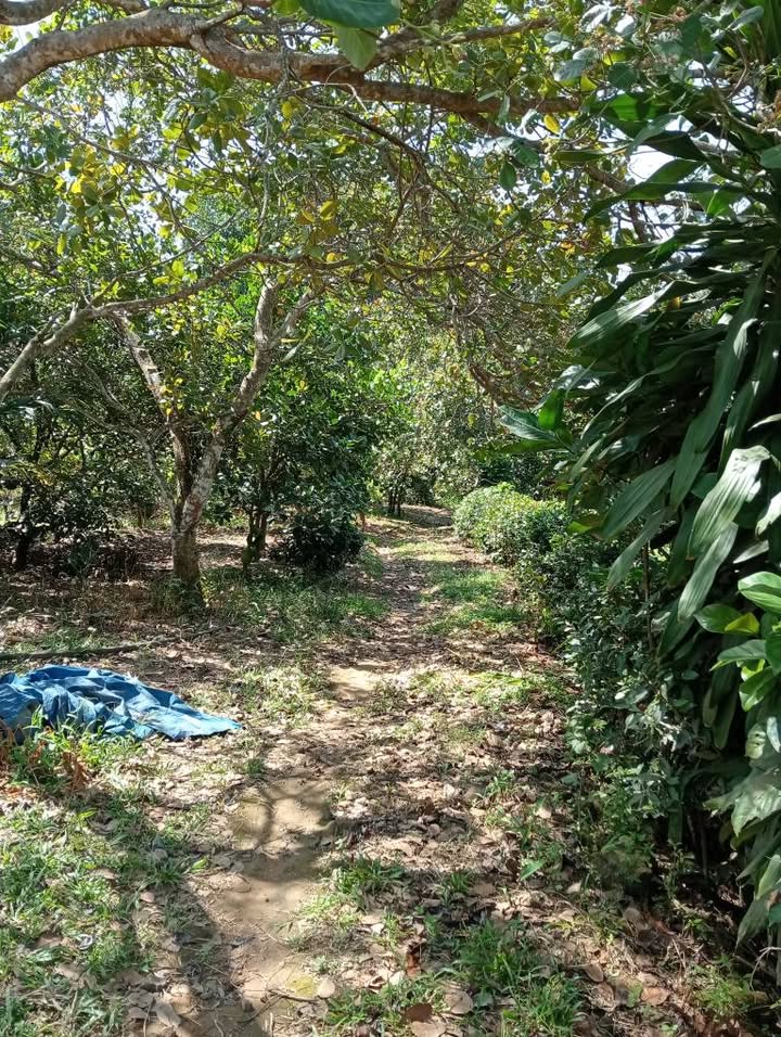 Đất nền Đạ Huoai 3600m² giá 1.5 tỷ - Mặt tiền đường Lê Thị Pha, thích hợp nghỉ dưỡng!