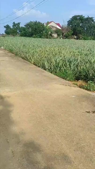 Đất nền 5 sào tại Thị trấn Thống Nhất, Yên Định chỉ 1.6 tỷ - Cơ hội đầu tư không thể bỏ lỡ!