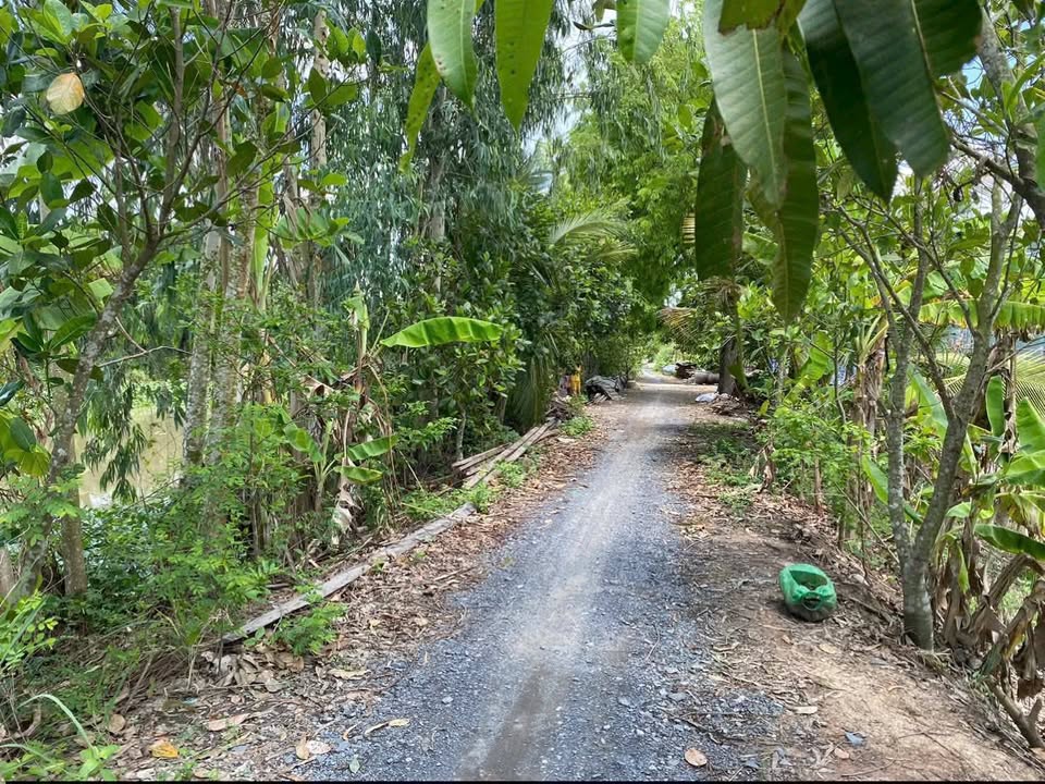 Đất ruộng 2.000m² tại Bình Thành, Thanh Bình - Đầu tư sinh lãi tuyệt vời!