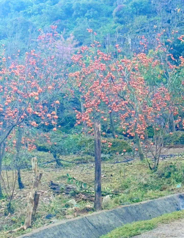 Farm Vân Sơn Mộc Châu 2550m² giá 2.5 tỷ - View đồi chè tuyệt đẹp!