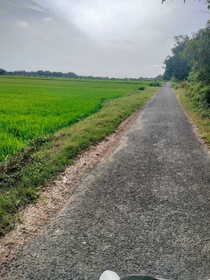 Đất nền Ấp Qui Nông A, xã Hòa Lợi, Châu Thành, 3695m² giá 1.108 tỷ - Gần chợ Hòa Lợi!