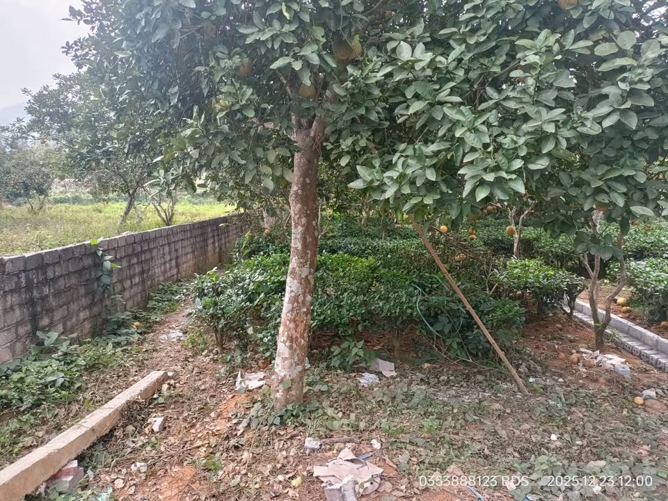 Đất thổ cư 205m² tại Yên Bài, Ba Vì giá chỉ 3 tỷ - Cơ hội đầu tư tuyệt vời!