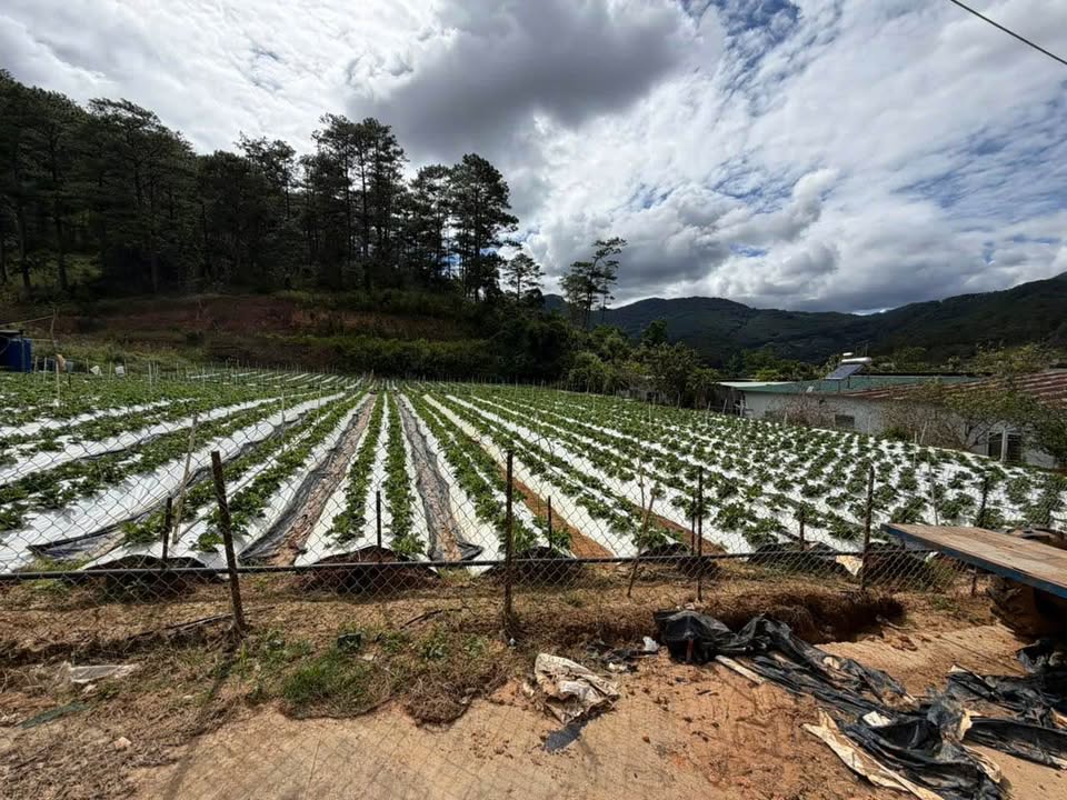 Đất nền Hiệp An, Đức Trọng 300m² giá 2.999 tỷ - Xây dựng ngay!