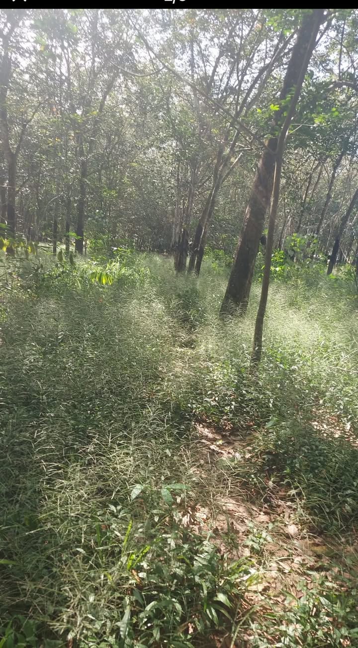 Đất Farm 3000m² tại Long Hòa, Dầu Tiếng giá 1.2 tỷ - Đầu tư sinh lời ngay!